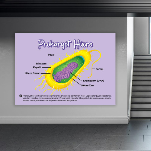 Prokaryot Hücre Okul Posteri