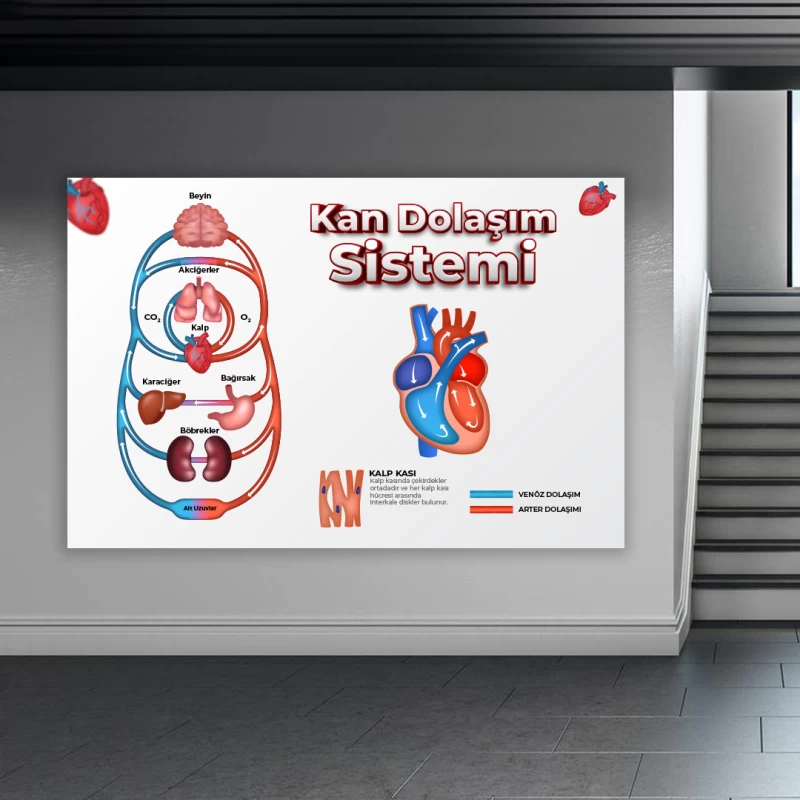 Kan Dolaşım Sistemi Okul Posteri