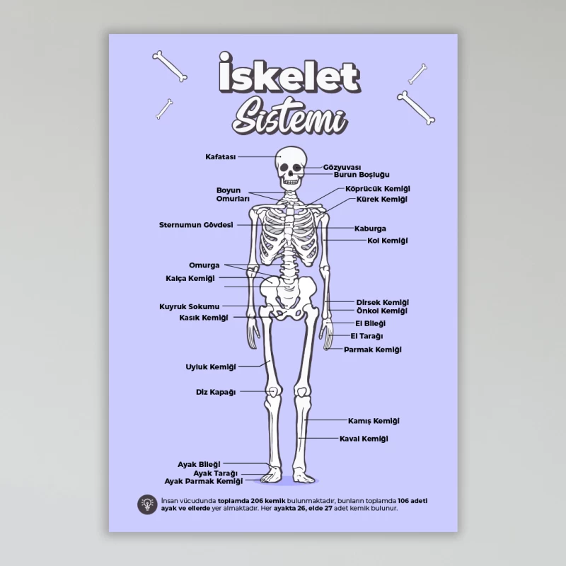 İskelet Sistemi Okul Posteri