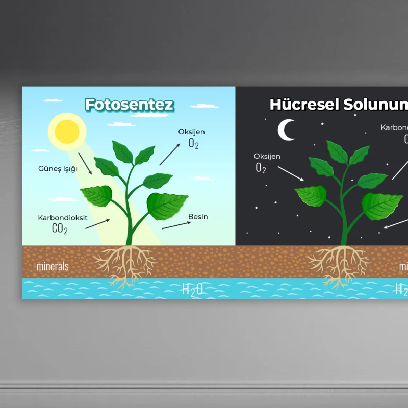 Fotosentez Okul Posteri