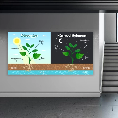 Fotosentez Okul Posteri
