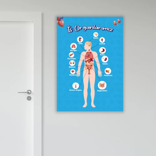 İç Organlarımız Okul Posteri