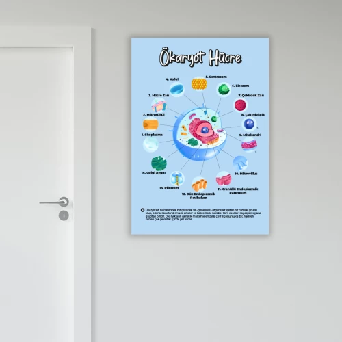 Ökaryot Hücre Okul Posteri