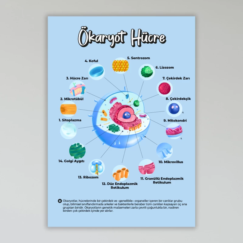 Ökaryot Hücre Okul Posteri