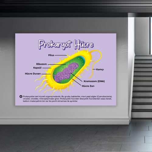 Prokaryot Hücre Okul Posteri