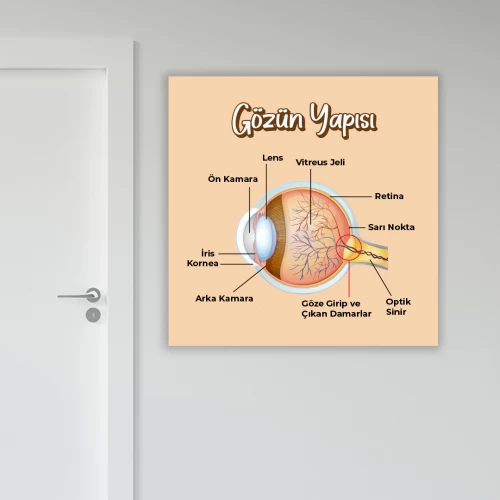 Gözün Yapısı Okul Posteri