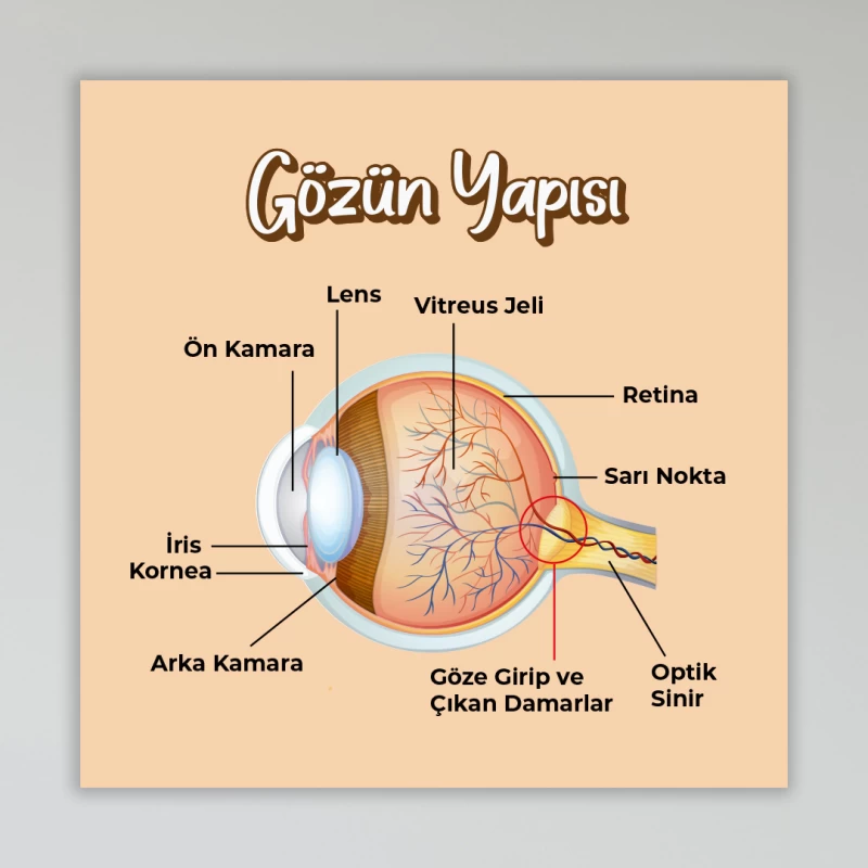 Gözün Yapısı Okul Posteri