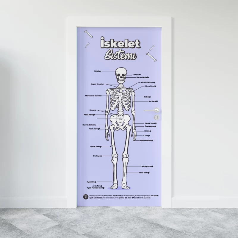 Biyoloji / İskelet Sistemi Kapı Giydirme