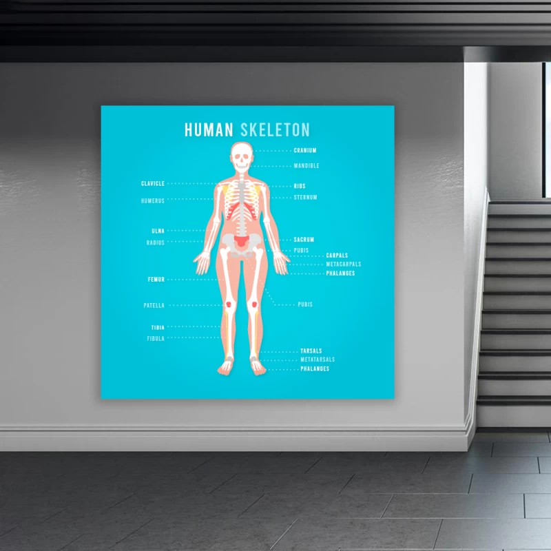 İngilizce İskelet Okul Posteri